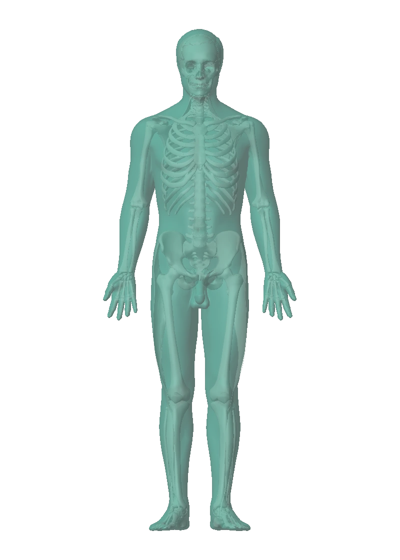 Anatomical reference with conceptual cellular highlighting